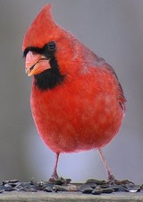 attract-cardinal